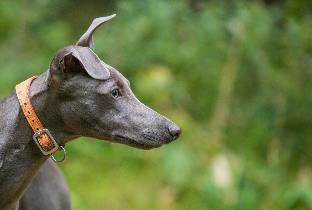 are whippets good family pets?