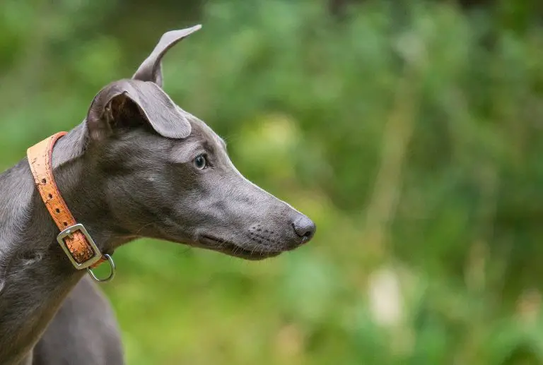 Are Whippets Good Family Pets? The Good, Bad & Ugly