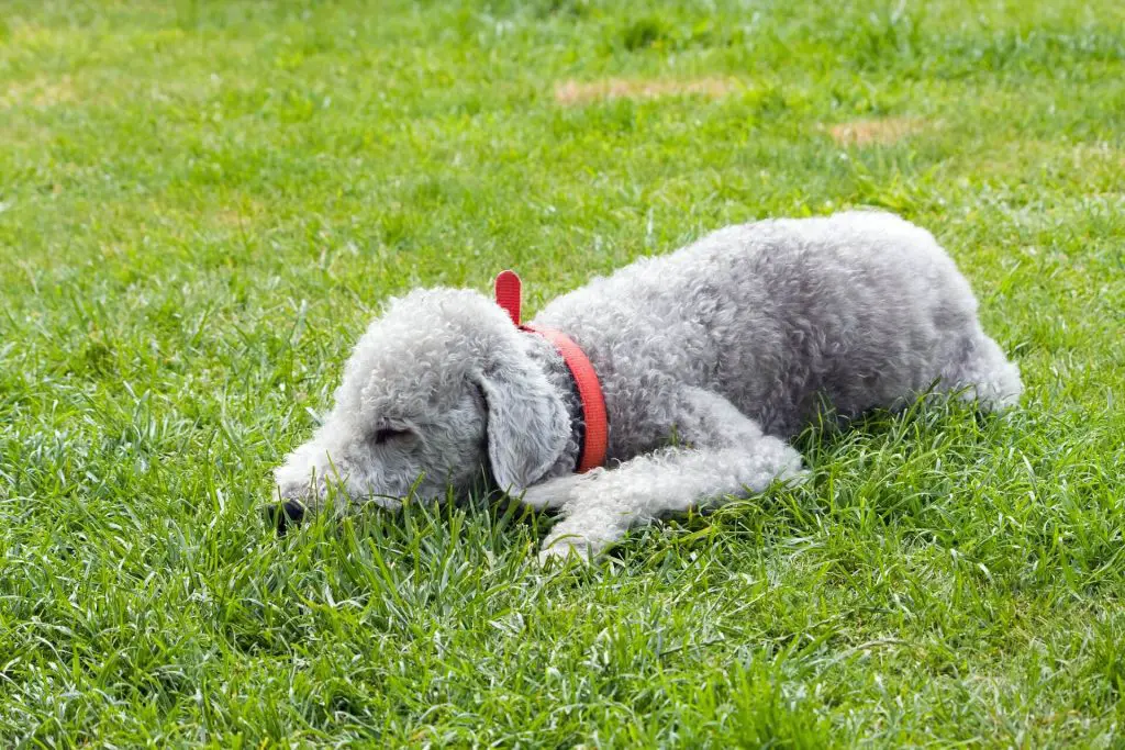 lurcher bedlington cross