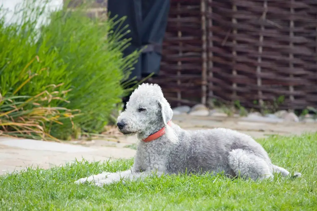 what is a bedlington whippet?