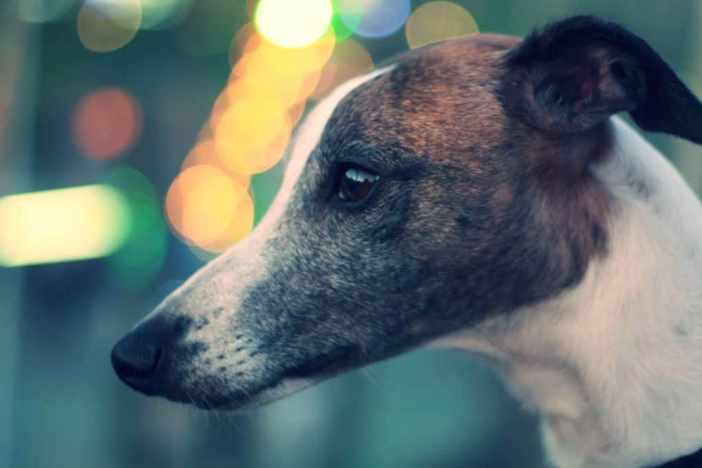 are whippets smart dogs?
