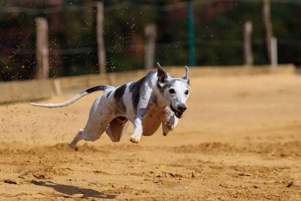 is a whippet faster than a greyhound?