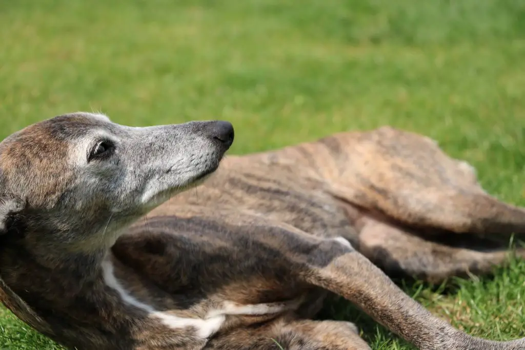 when is a whippet fully grown?