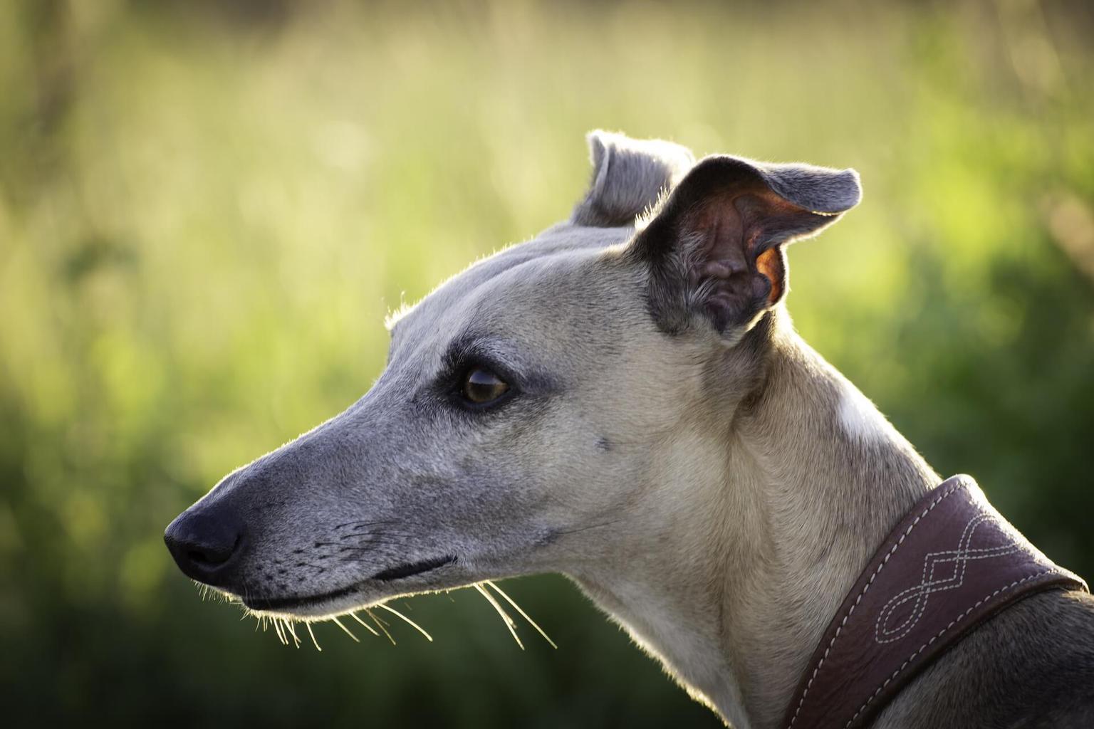 Is A Whippet Easy To Train? Tips, Tricks & Helpful Advice!