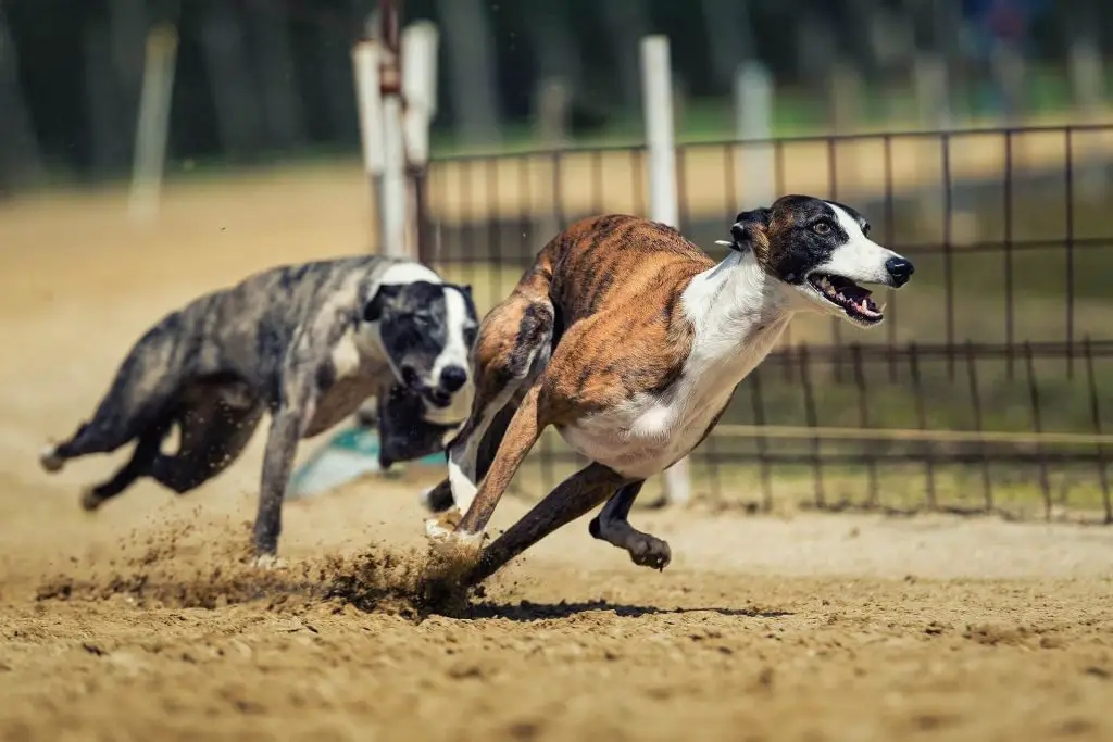 is a whippet easy to train?