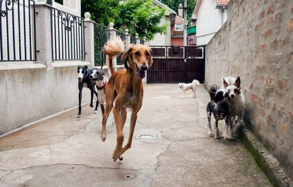 are whippets smart dogs?