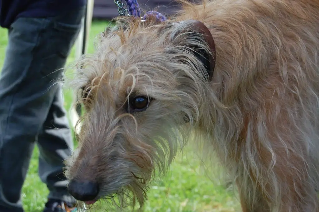 Is a whippet a lurcher?
