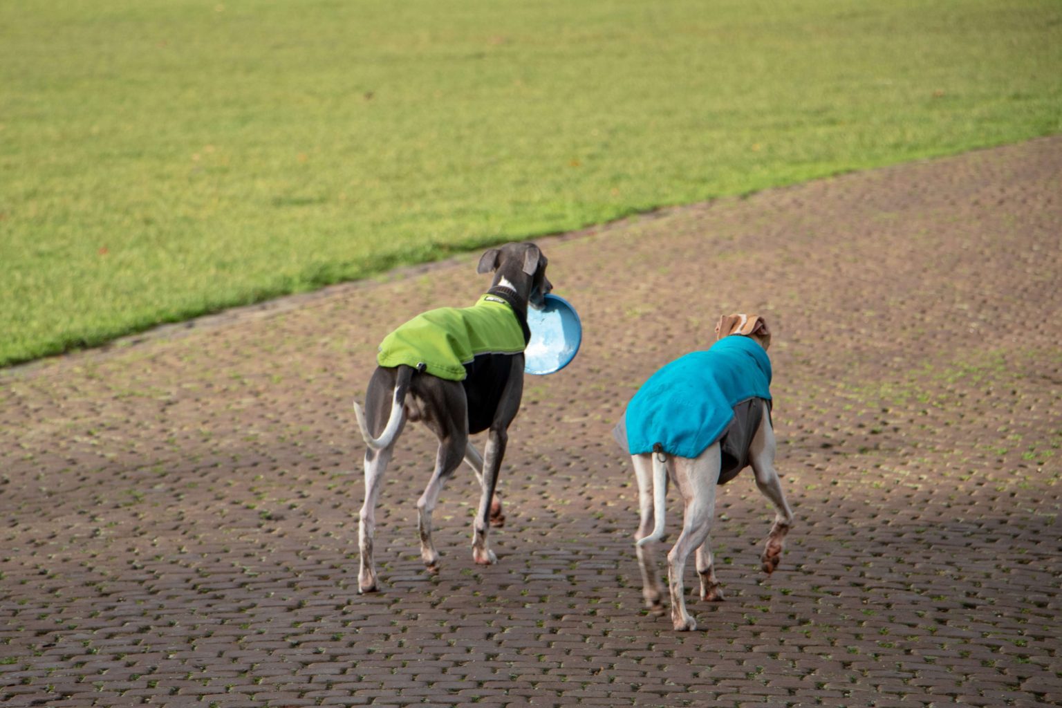 Why Are Whippets So Fast? Heritage & More