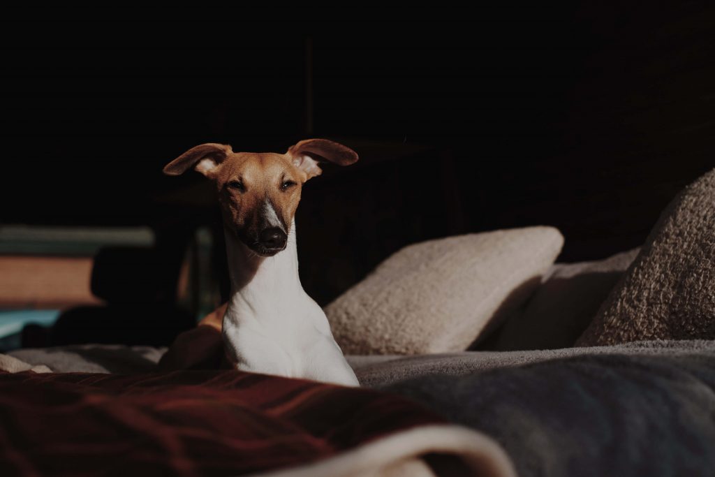 how much does a whippet cost?