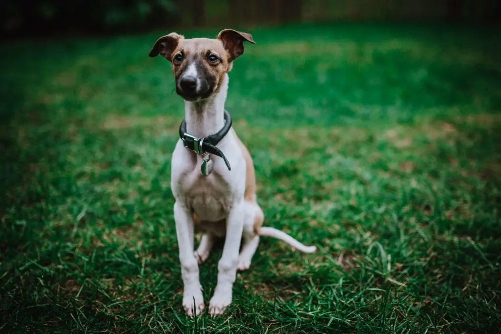 21 reasons why whippets are simply the best dogs