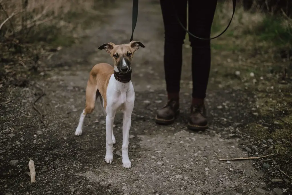 is a whippet a lurcher?