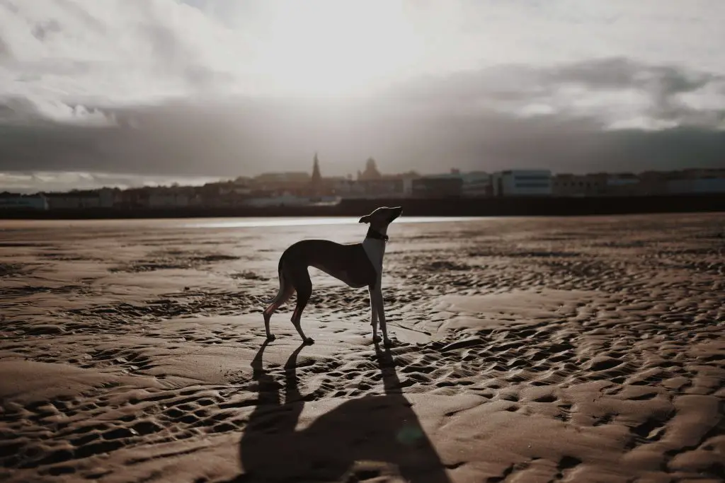 what is a bedlington whippet?