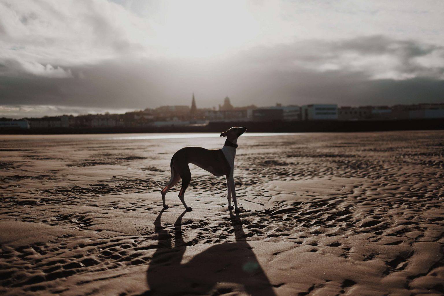 what-is-a-bedlington-whippet-a-beddy-whippet-guide