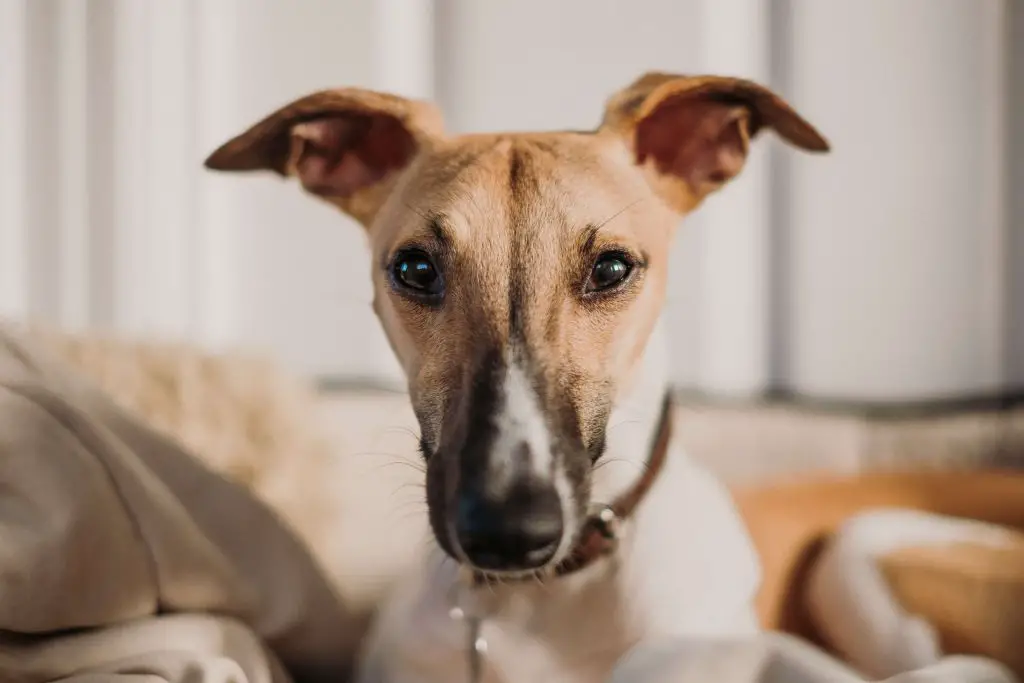 When Do Whippets Calm Down? Guide To A Mature Whippet