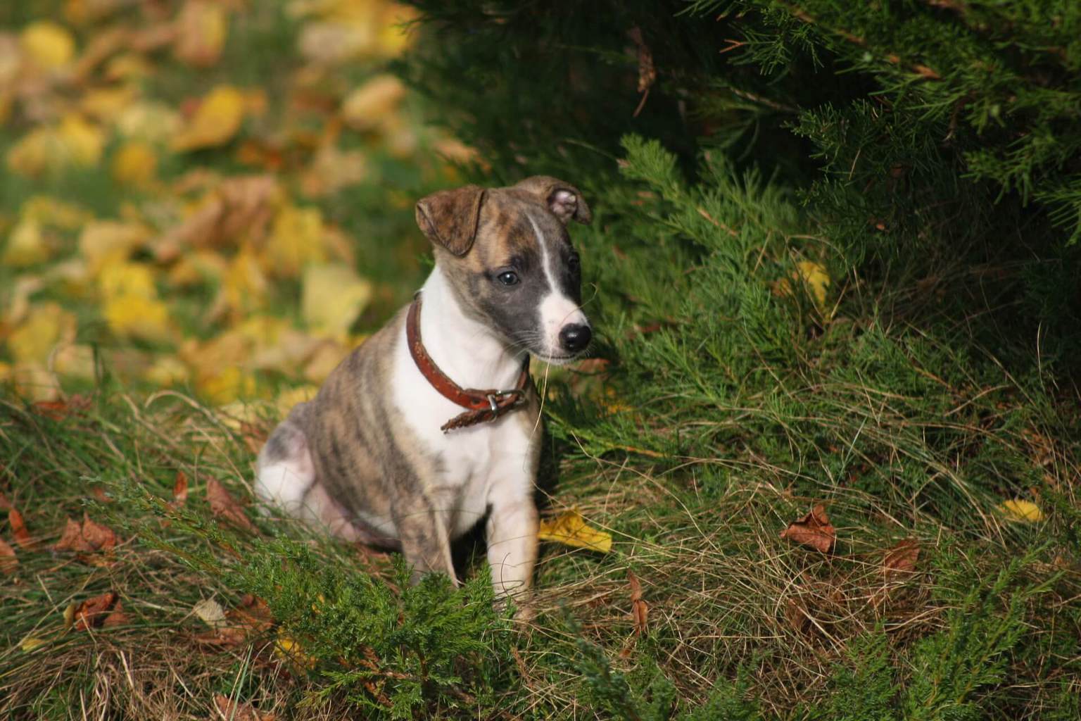 when-is-a-whippet-fully-grown-stages-of-development