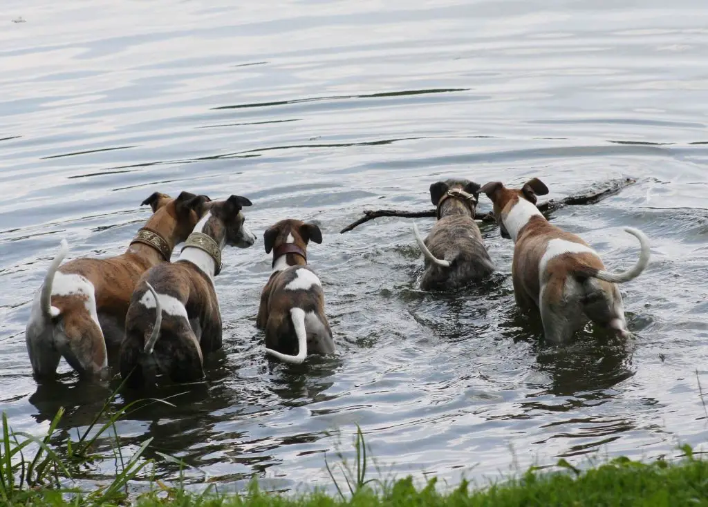 is a whippet easy to train?