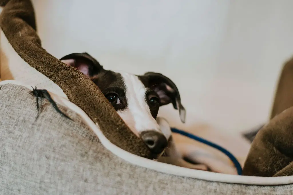 is a whippet faster than a greyhound?