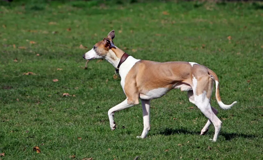 is a whippet faster than a greyhound?