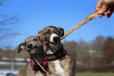 are whippets smart