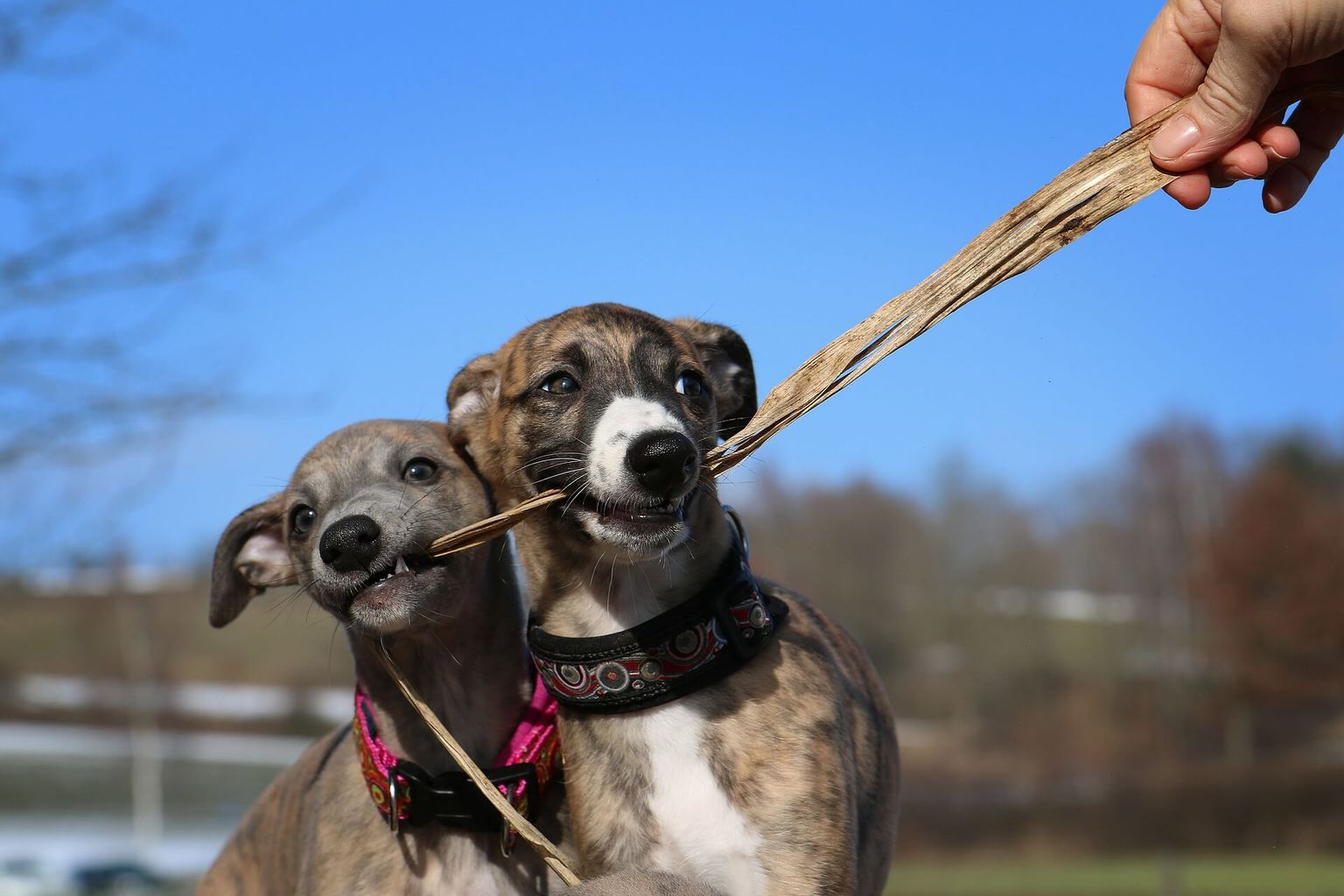Are Whippets Smart Dogs? Intelligent / Dumb? sitename