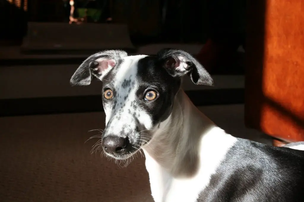 when is a whippet fully grown?
