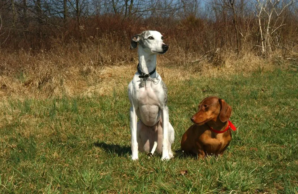 is a whippet a good first dog?