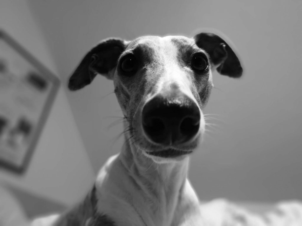 when do whippets calm down?