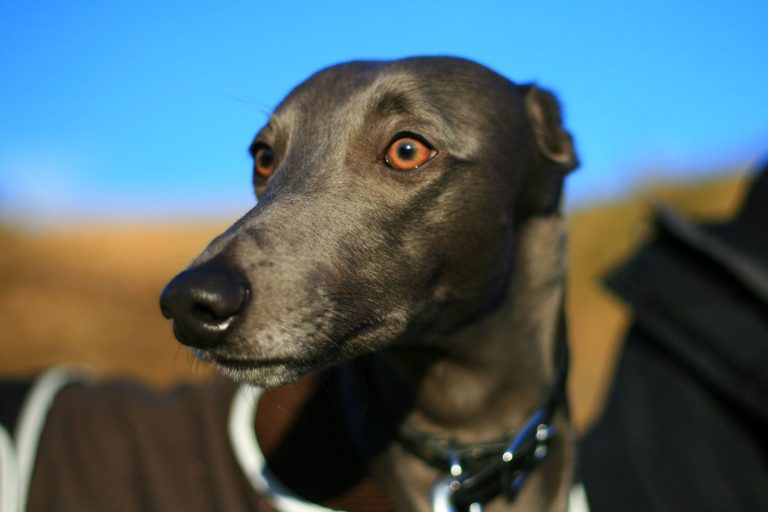 How To Groom A Whippet Correctly WhippetCentral