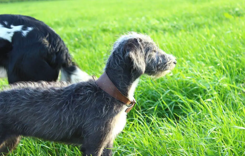 how fast is a bedlington whippet?