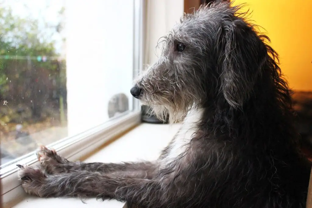 how fast is a bedlington whippet?