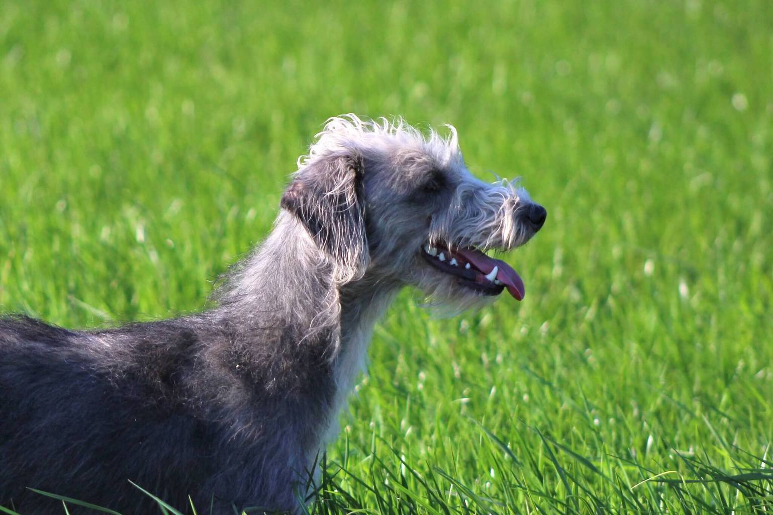 bedlington whippet lurcher