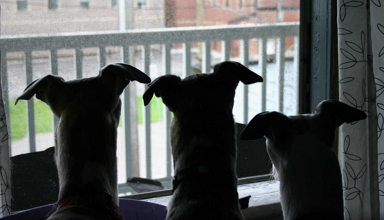 Are Whippets Dangerous Dogs? What You Need To Know!