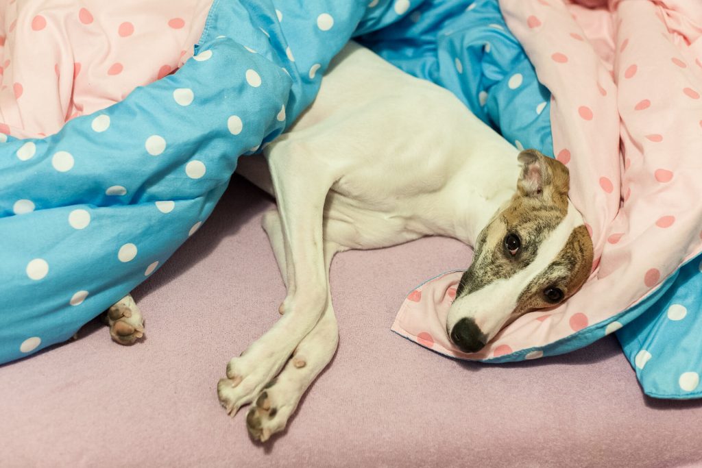 can a whippet be left alone?