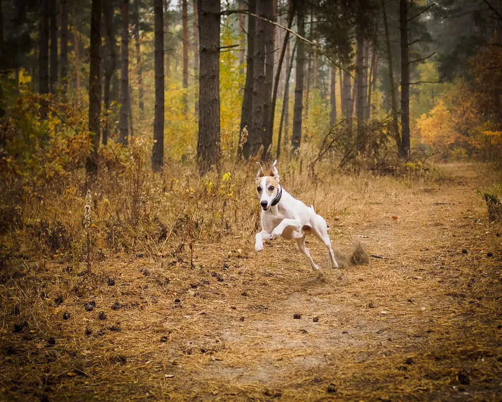 whippet hunting dog