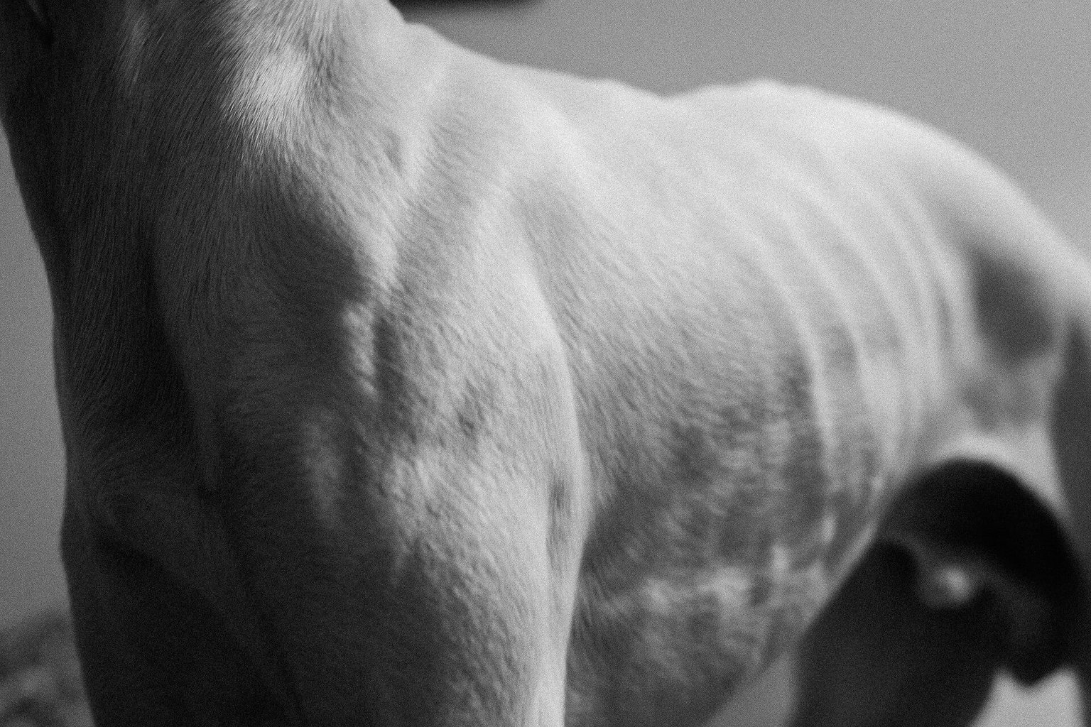 Is A Whippet A Hunting Dog? Speed, Instinct, Wits & More