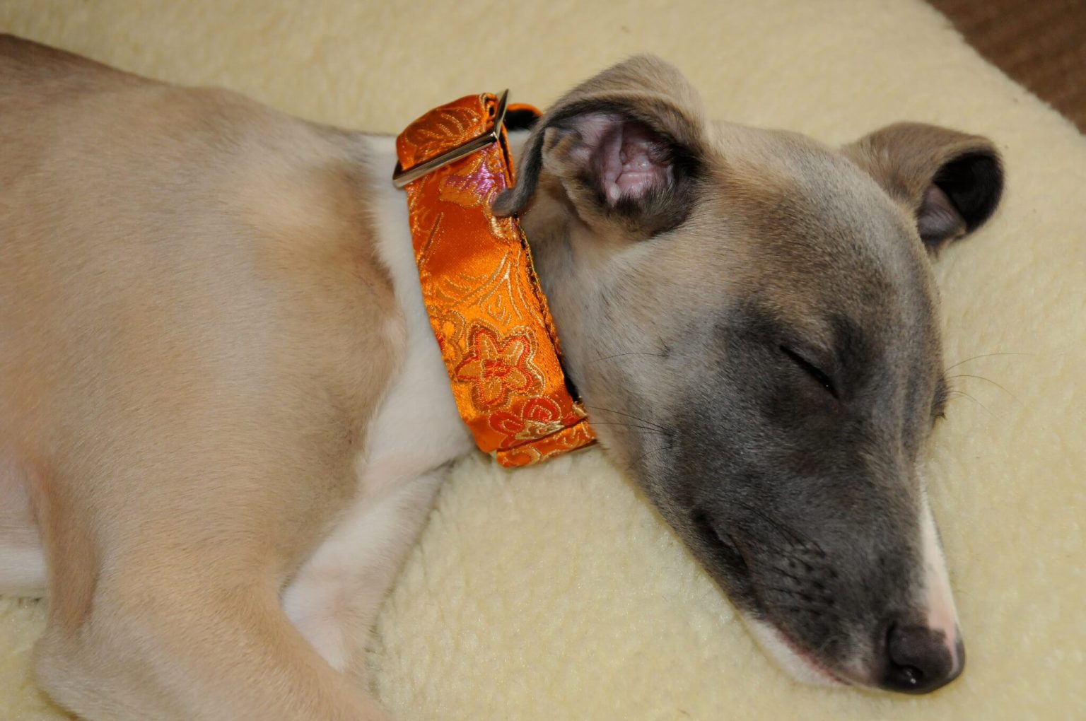 Do Whippets Like To Cuddle? WhippetCentral