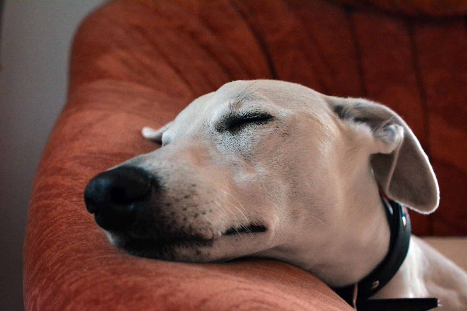 Can A Whippet Be Left Alone? WhippetCentral