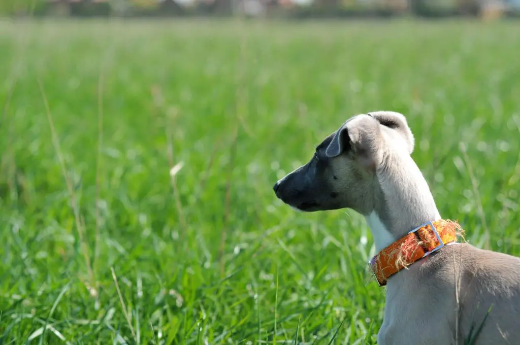 can a whippet get along with cats?