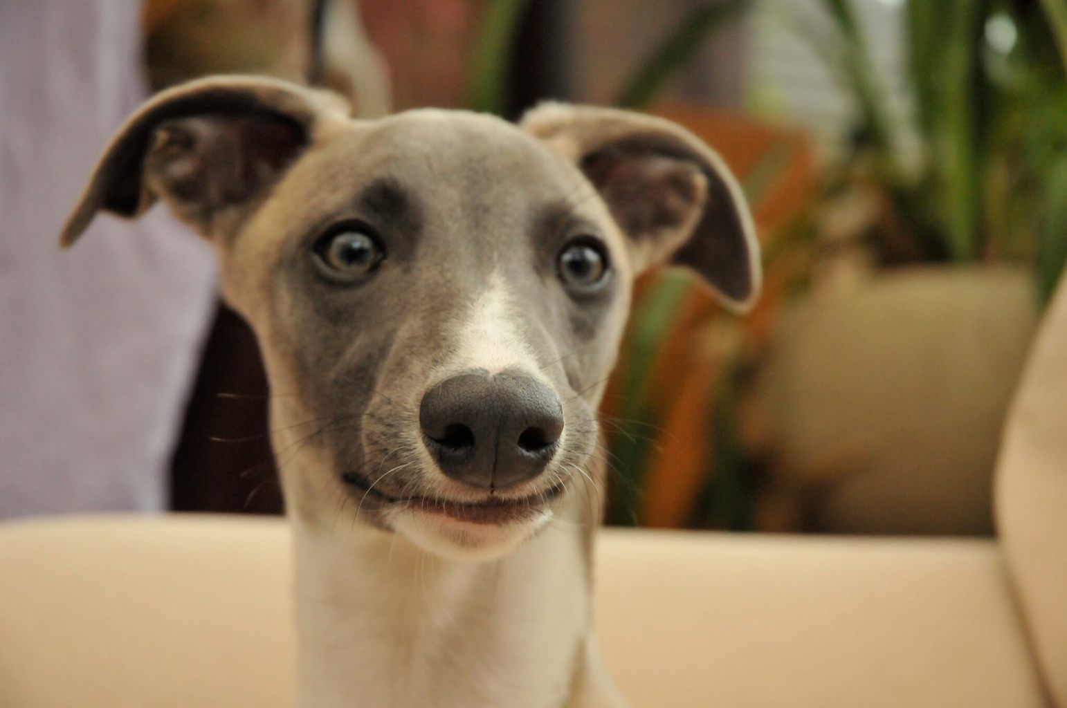 whippet and cats