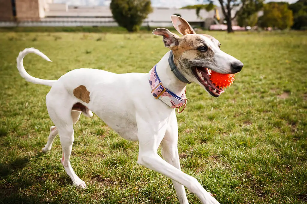 how much do whippets eat per day?