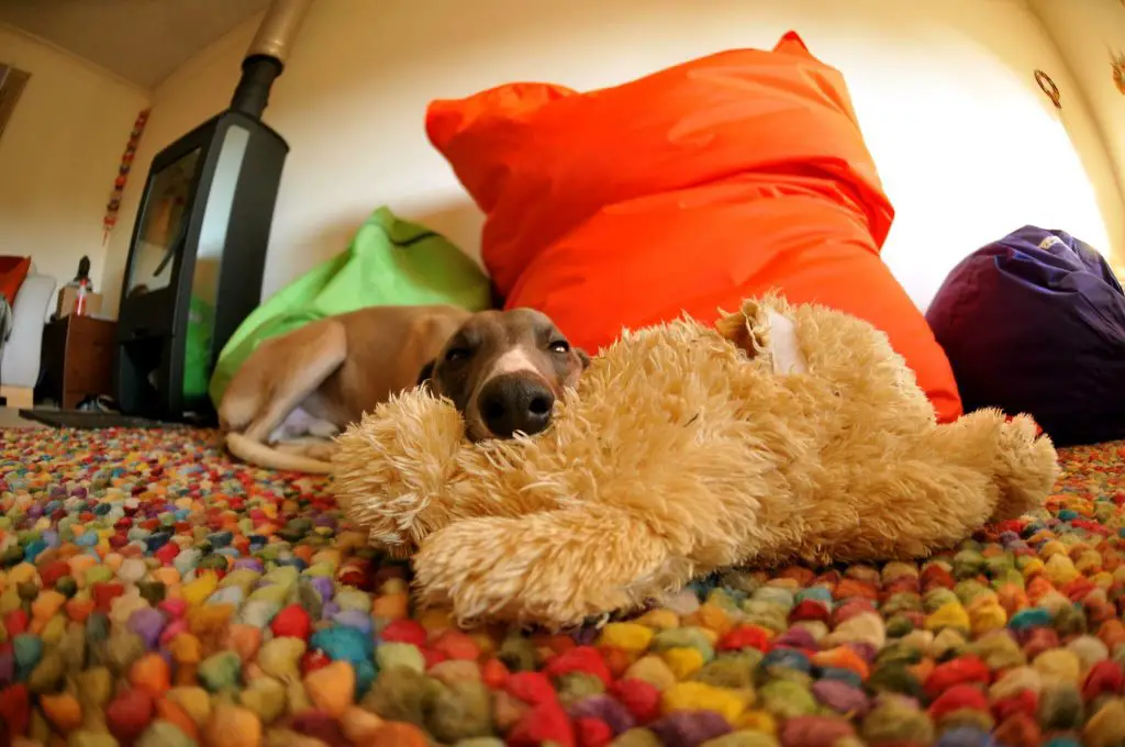 can a whippet get along with cats?