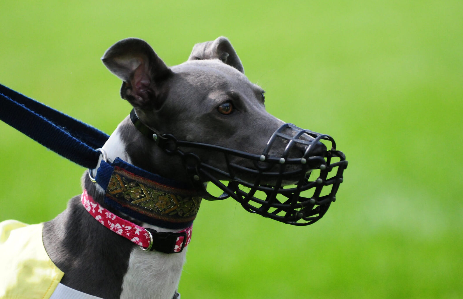 Are Whippets Dangerous Dogs? What You Need To Know!