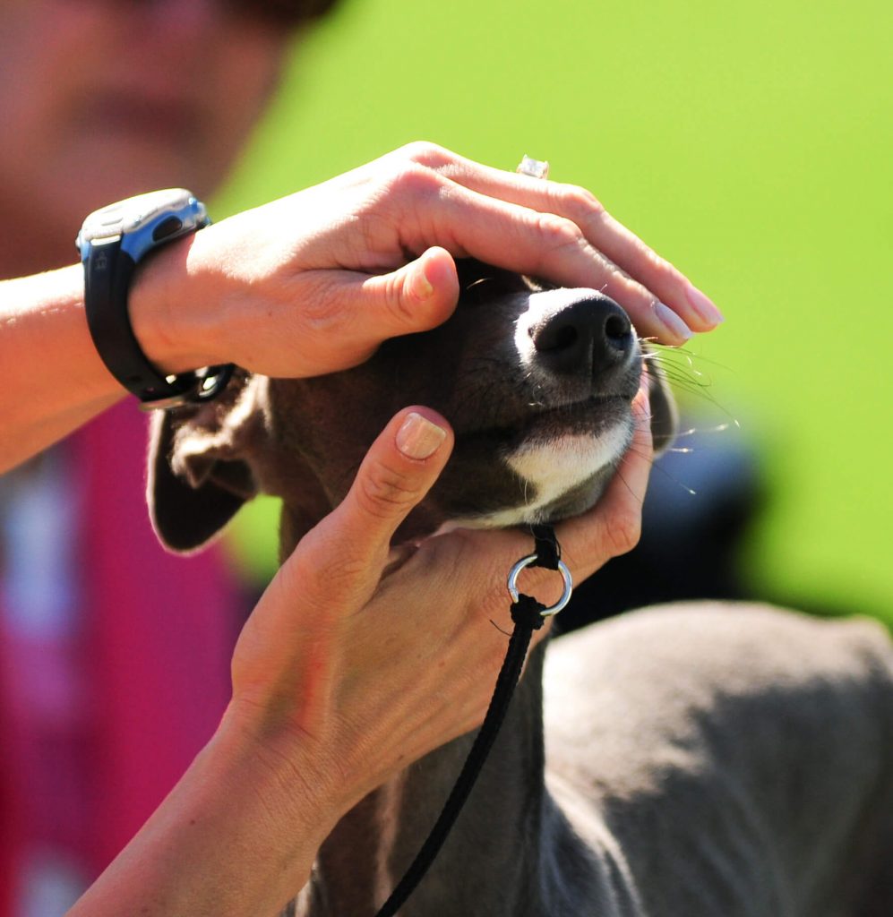 how to groom a whippet correctly