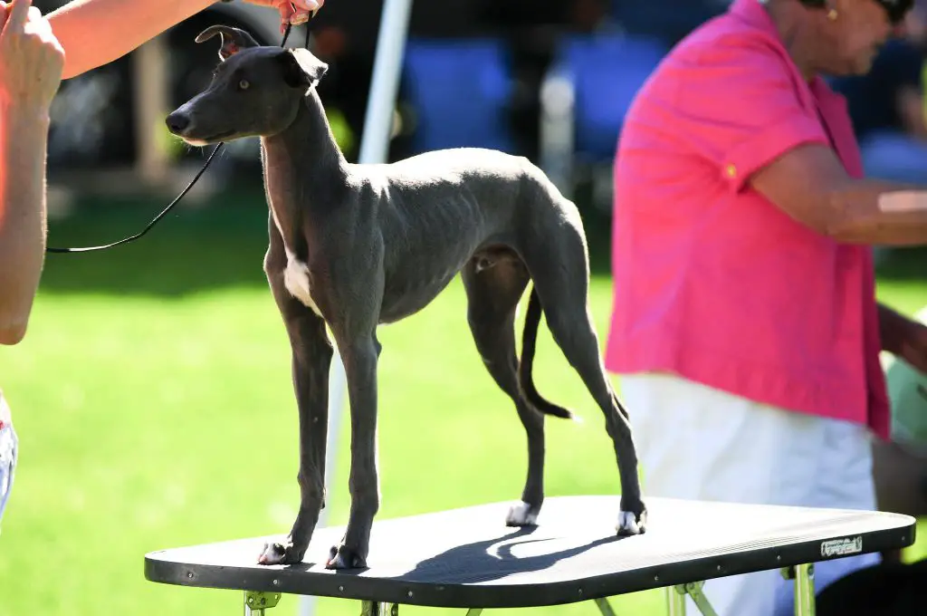 how to groom a whippet correctly