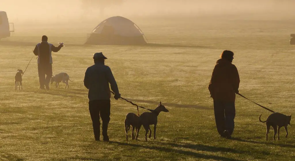 how to train a whippet to hunt rabbits