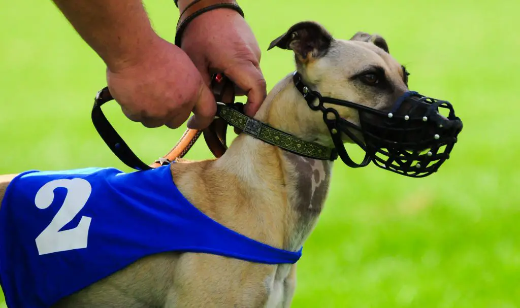 are whippets supposed to be skinny?