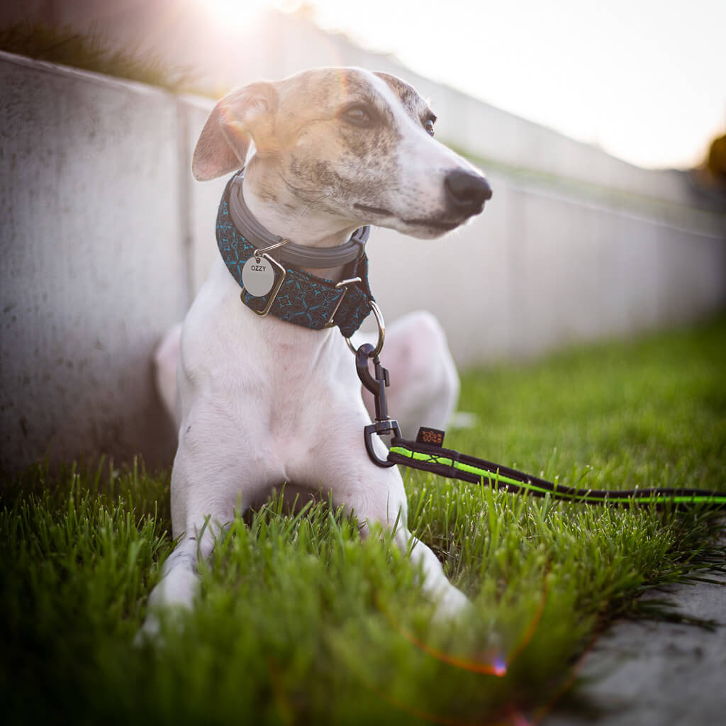 do whippets get separation anxiety?