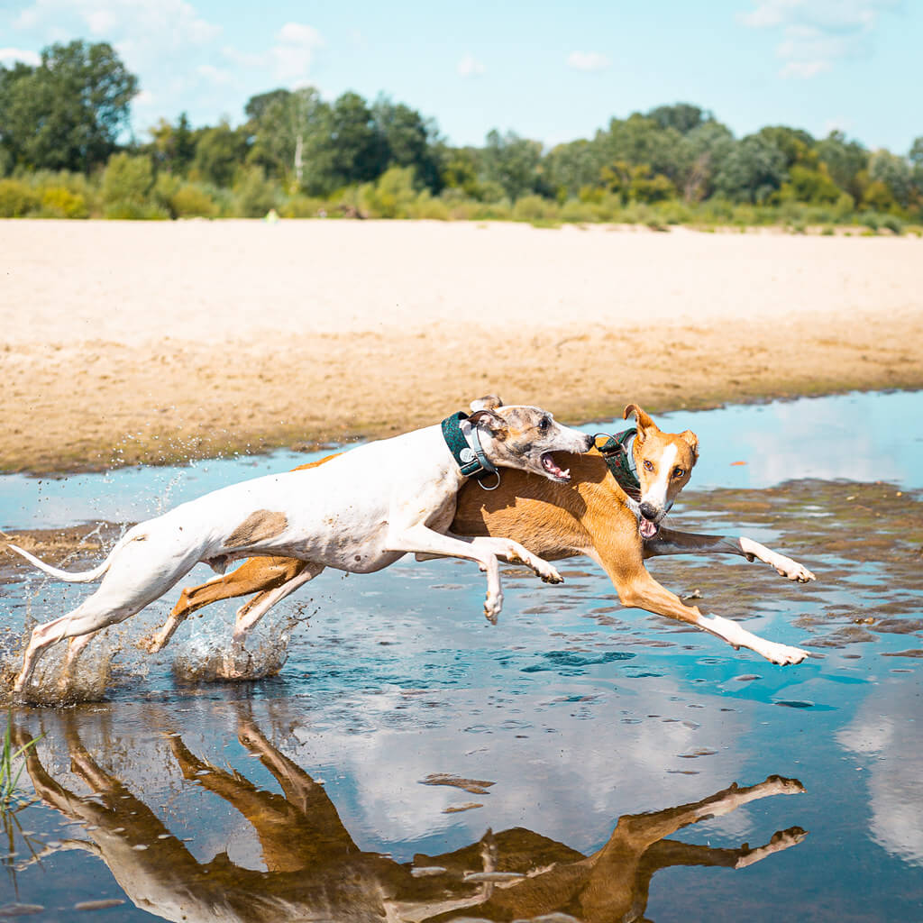 is a whippet a hunting dog?