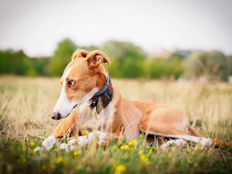 Are Whippets Good With Children? Aggression, Traits & More