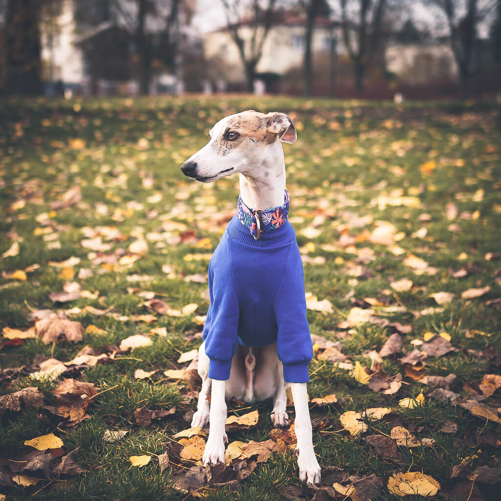 do whippets get separation anxiety?